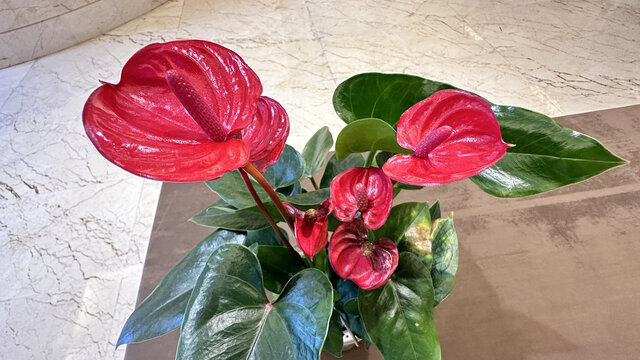 花烛