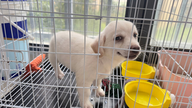小白狗