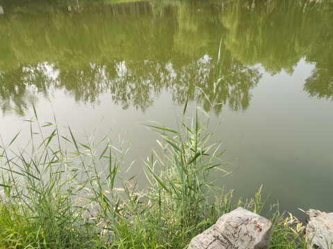 青草湖水