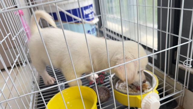 吃东西的狗