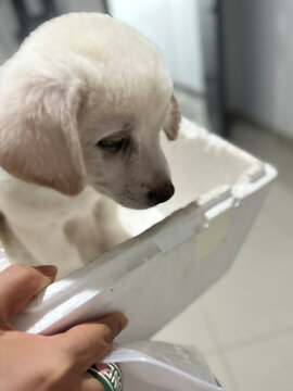 笼子里的狗