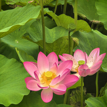 荷花养植