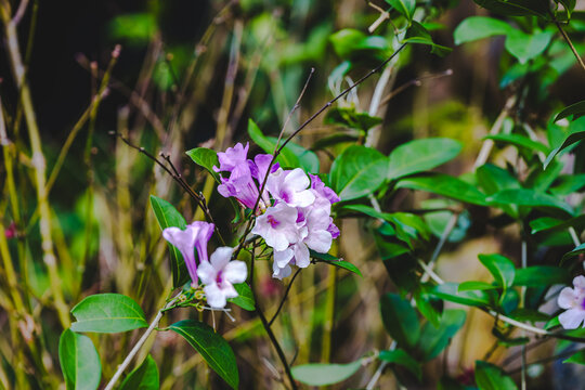 蓝花草
