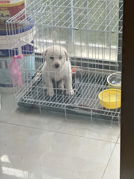 小白狗