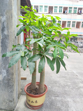 发财树