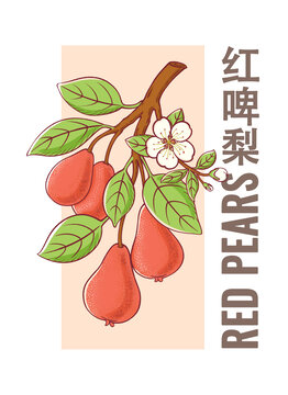 红啤梨插画