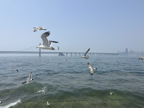 海鸥