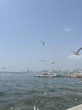 海鸥