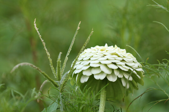 绿色百日菊