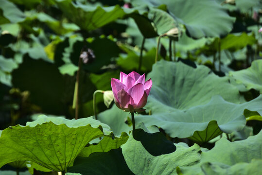荷花
