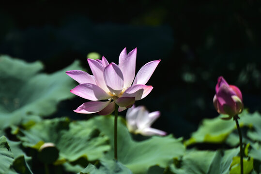 荷花