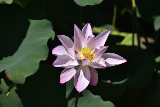 荷花