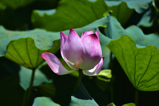 荷花