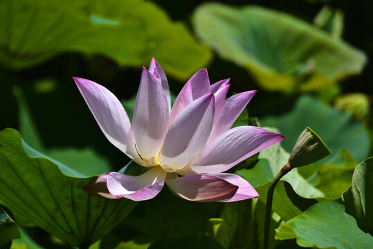 荷花