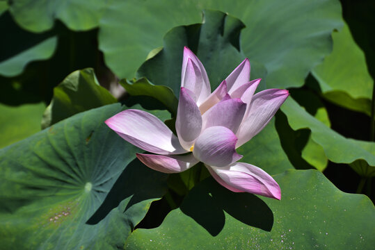 荷花