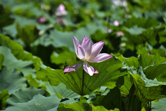 荷花