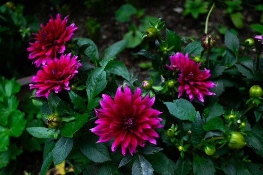 菊花