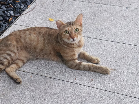 猫