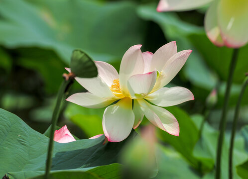 荷花