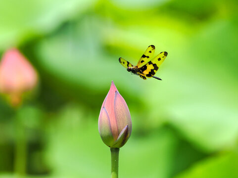 荷花花蕾蜻蜓