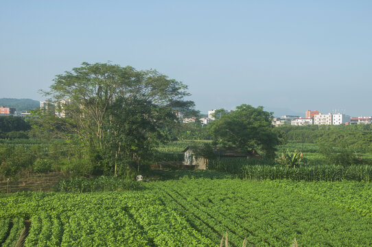 乡村绿野
