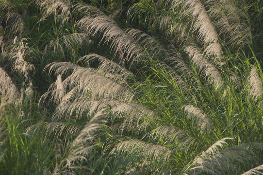 芒草草丛