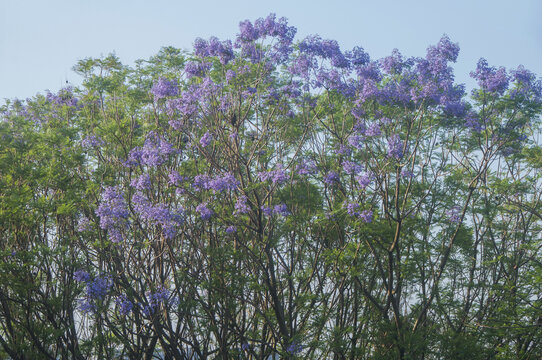 蓝花楹花枝