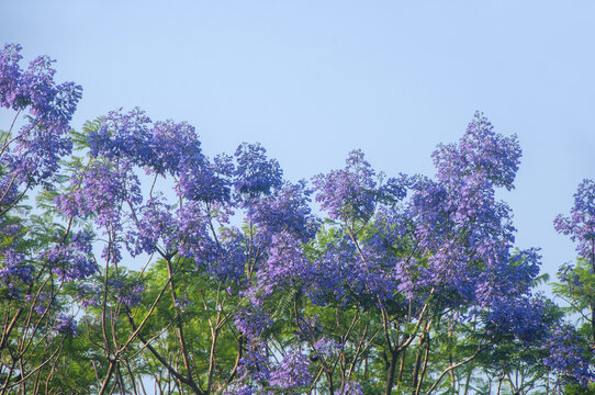 蓝花楹花丛