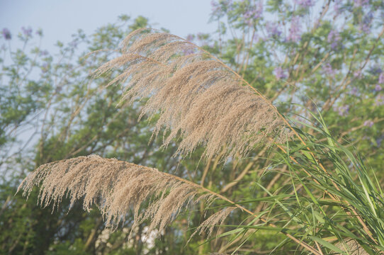 芒草草穗