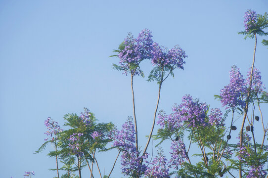 蓝花楹花