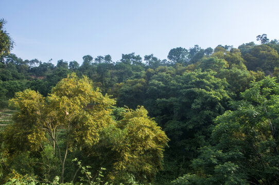 福建丘陵植被
