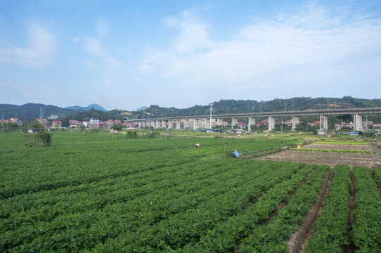闽南农村田地
