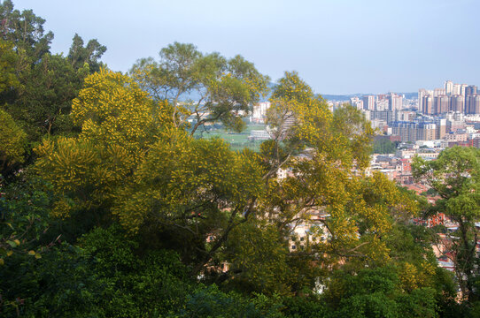 开花的台湾相思树