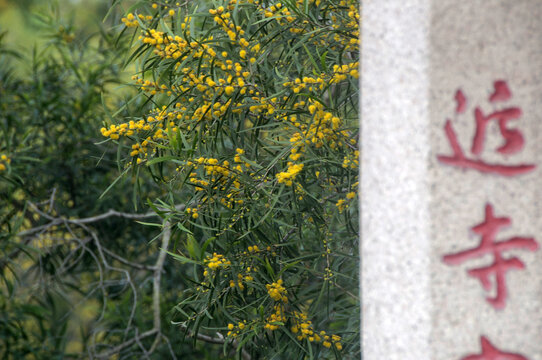 台湾相思树枝花枝