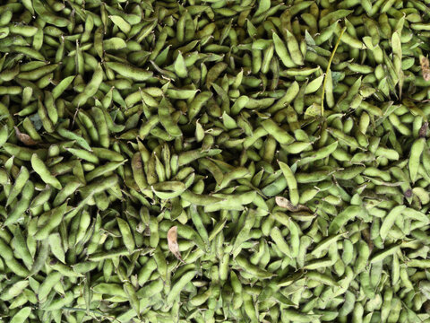 青黄豆荚