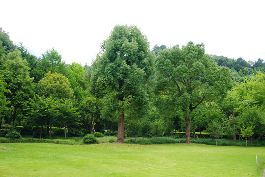 草坪绿树