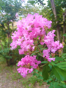 紫薇花