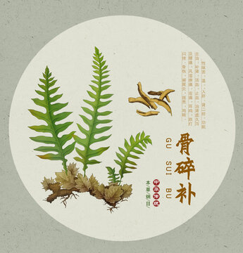 骨碎补