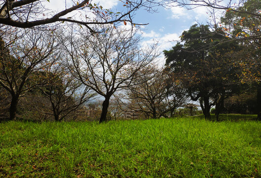 郊野