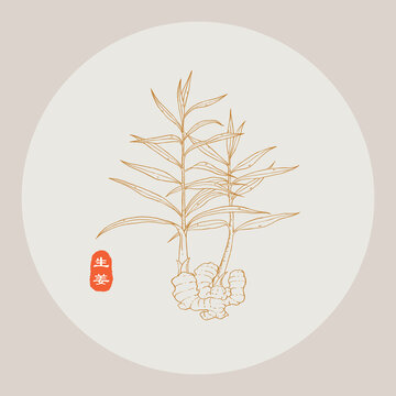 生姜线描