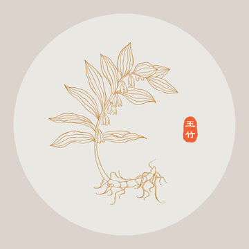 玉竹线描