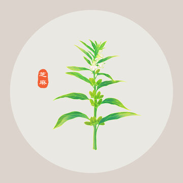 芝麻