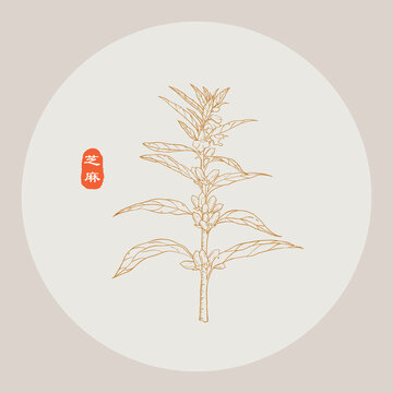 芝麻线描