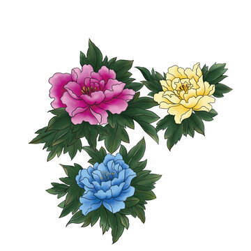 牡丹花插画