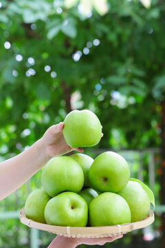 青冠梨酥梨砀山青梨