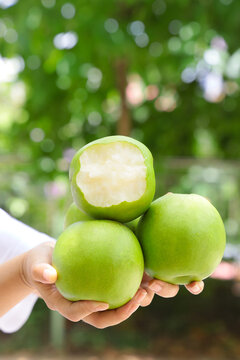 青冠梨酥梨砀山青梨