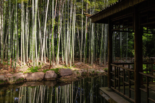 虎丘竹林
