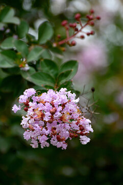 紫薇花