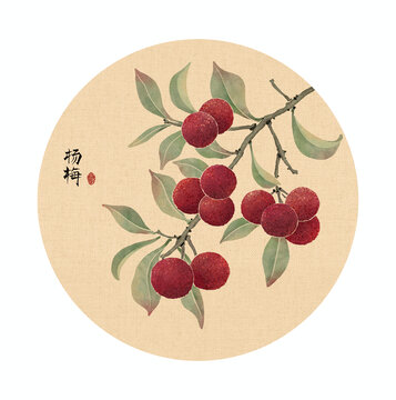 杨梅插画