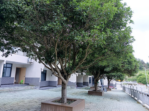 桂花树